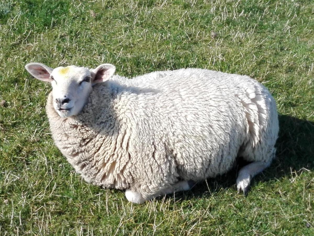 Ferienwohnung Osterdeich Horumersiel Luaran gambar